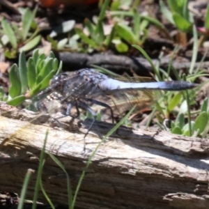 Orthetrum caledonicum at Majura, ACT - 26 Nov 2018