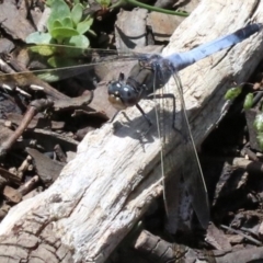 Orthetrum caledonicum at Majura, ACT - 26 Nov 2018