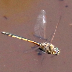 Hemicordulia tau (Tau Emerald) at Majura, ACT - 26 Nov 2018 by jb2602