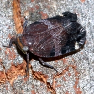 Platybrachys decemmacula at Majura, ACT - 24 Nov 2018 06:21 PM