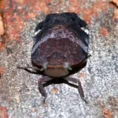 Platybrachys decemmacula at Majura, ACT - 24 Nov 2018 06:21 PM