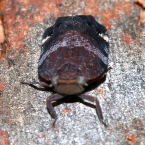 Platybrachys decemmacula at Majura, ACT - 24 Nov 2018 06:21 PM