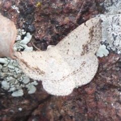 Taxeotis intextata (Looper Moth, Grey Taxeotis) at Jerrabomberra Grassland - 27 Nov 2018 by Christine