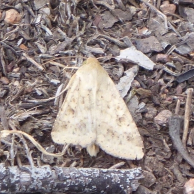 Helicoverpa (genus) (A bollworm) at Jerrabomberra Grassland - 27 Nov 2018 by Christine