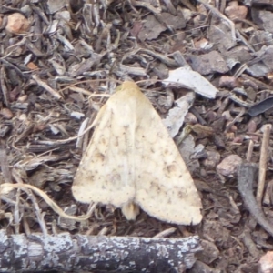 Helicoverpa (genus) at Jerrabomberra, ACT - 27 Nov 2018