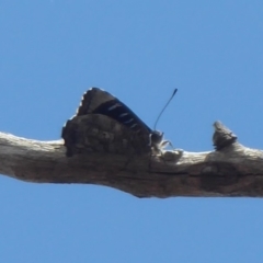 Ogyris olane (Broad-margined Azure) at Jerrabomberra Grassland - 27 Nov 2018 by Christine