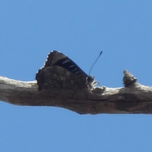 Ogyris olane at Jerrabomberra, ACT - 27 Nov 2018 02:11 PM