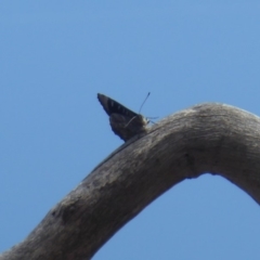 Ogyris olane at Jerrabomberra, ACT - 27 Nov 2018 02:11 PM