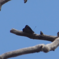 Ogyris olane at Jerrabomberra, ACT - 27 Nov 2018 02:11 PM