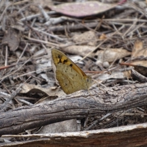 Heteronympha merope at Symonston, ACT - 27 Nov 2018 01:29 PM