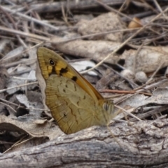 Heteronympha merope at Symonston, ACT - 27 Nov 2018