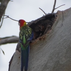 Platycercus eximius at Symonston, ACT - 27 Nov 2018 01:31 PM