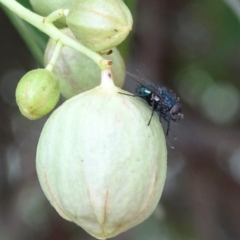 Tachinidae (family) (Unidentified Bristle fly) at Symonston, ACT - 27 Nov 2018 by Mike