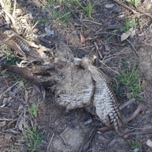 Podargus strigoides at Jerrabomberra, ACT - 10 Nov 2018