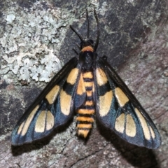 Amata (genus) (Handmaiden Moth) at Mount Ainslie - 24 Nov 2018 by jb2602