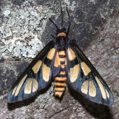Amata (genus) (Handmaiden Moth) at Majura, ACT - 24 Nov 2018 by jbromilow50
