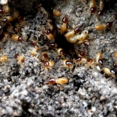 Nasutitermes (genus) (Snouted termite, Gluegun termite) at Jerrabomberra, NSW - 27 Nov 2018 by Wandiyali