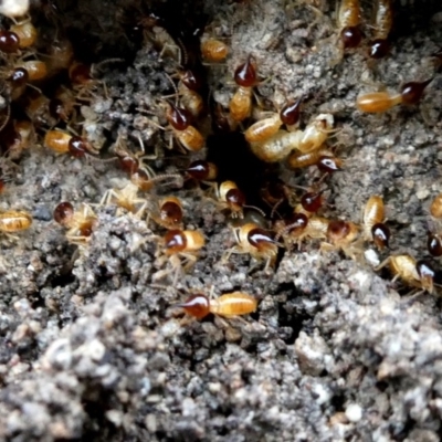 Nasutitermes sp. (genus) (Snouted termite, Gluegun termite) at QPRC LGA - 26 Nov 2018 by Wandiyali
