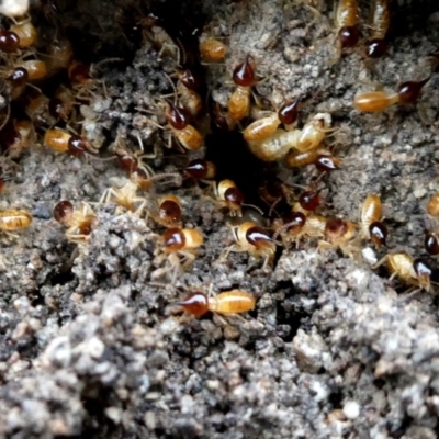 Nasutitermes (genus) (Snouted termite, Gluegun termite) at Jerrabomberra, NSW - 27 Nov 2018 by Wandiyali