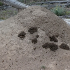 Nasutitermes sp. (genus) at Jerrabomberra, NSW - suppressed