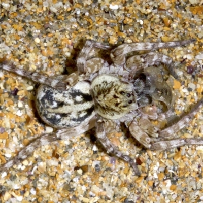 Tetralycosa sp. (genus) (Small Beach Wolf Spider) at Rosedale, NSW - 2 Oct 2018 by jb2602