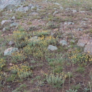 Chrysocephalum apiculatum at Mitchell, ACT - 22 Nov 2018 05:28 PM