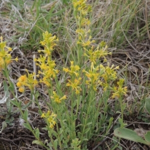 Pimelea curviflora at Mitchell, ACT - 22 Nov 2018