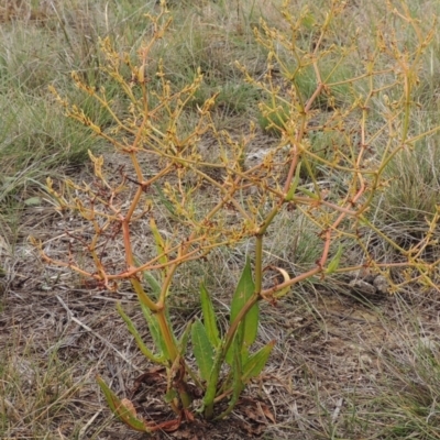 Rumex dumosus (Wiry Dock) at Mitchell, ACT - 22 Nov 2018 by michaelb