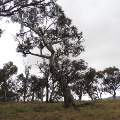 Eucalyptus blakelyi (Blakely's Red Gum) at Mitchell, ACT - 22 Nov 2018 by MichaelBedingfield