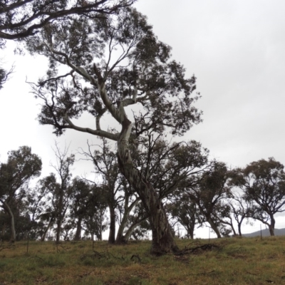 Eucalyptus blakelyi (Blakely's Red Gum) at Crace Grasslands - 22 Nov 2018 by michaelb