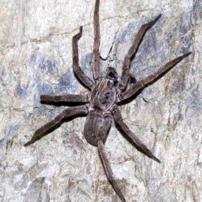 Mituliodon tarantulinus (Prowling Spider) at Rosedale, NSW - 2 Oct 2018 by jb2602