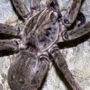 Mituliodon tarantulinus at Rosedale, NSW - 2 Oct 2018 09:28 PM