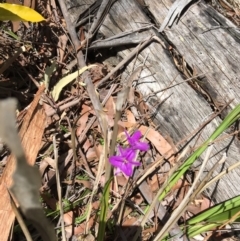 Thysanotus juncifolius at Vincentia, NSW - 27 Nov 2018 by Firetail