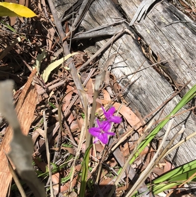 Thysanotus juncifolius at Vincentia, NSW - 27 Nov 2018 by Firetail