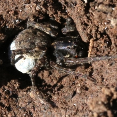 Lycosidae (family) (Unidentified wolf spider) at Mount Ainslie - 21 Nov 2018 by jb2602