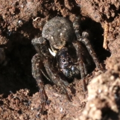 Lycosidae (family) at Hackett, ACT - 21 Nov 2018