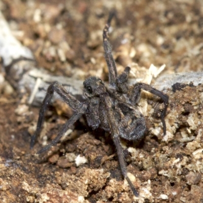 Lycosidae (family) (Unidentified wolf spider) at Mount Ainslie - 29 Aug 2018 by jb2602