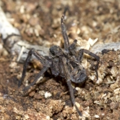 Lycosidae (family) (Unidentified wolf spider) at Majura, ACT - 29 Aug 2018 by jbromilow50