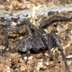 Lycosidae (family) at Majura, ACT - 29 Aug 2018 04:47 PM