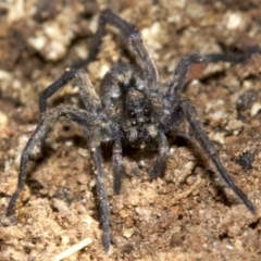 Lycosidae (family) at Majura, ACT - 29 Aug 2018