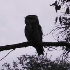 Podargus strigoides (Tawny Frogmouth) at Hughes Grassy Woodland - 28 Nov 2018 by JackyF