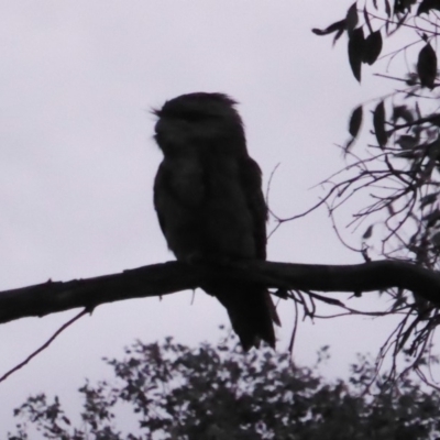 Podargus strigoides (Tawny Frogmouth) at Red Hill to Yarralumla Creek - 28 Nov 2018 by JackyF