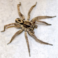 Venatrix speciosa (Wolf spider) at Ainslie, ACT - 28 Aug 2018 by jb2602