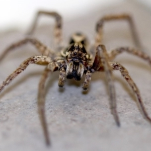 Venatrix speciosa at Ainslie, ACT - 28 Aug 2018