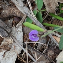 Glycine tabacina (Variable Glycine) at Red Hill Nature Reserve - 27 Nov 2018 by JackyF