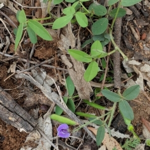 Glycine tabacina at Hughes, ACT - 27 Nov 2018