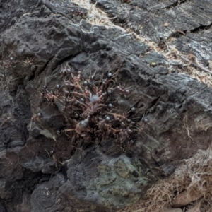 Papyrius nitidus at Red Hill, ACT - suppressed