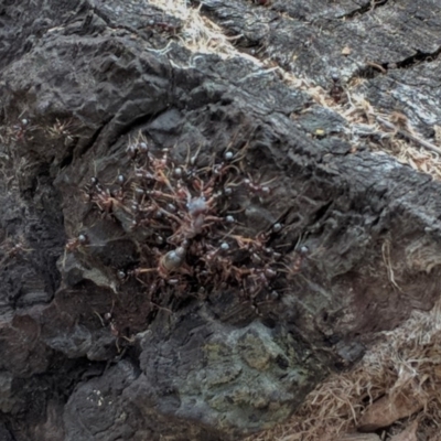 Papyrius nitidus (Shining Coconut Ant) at Red Hill, ACT - 27 Nov 2018 by JackyF