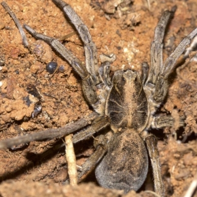 Tasmanicosa sp. (genus) (Unidentified Tasmanicosa wolf spider) at Mount Ainslie - 24 Aug 2018 by jb2602