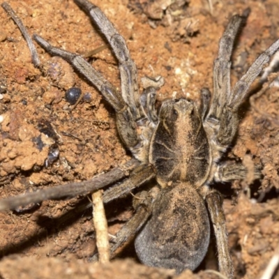 Tasmanicosa sp. (genus) (Tasmanicosa wolf spider) at Ainslie, ACT - 24 Aug 2018 by jb2602